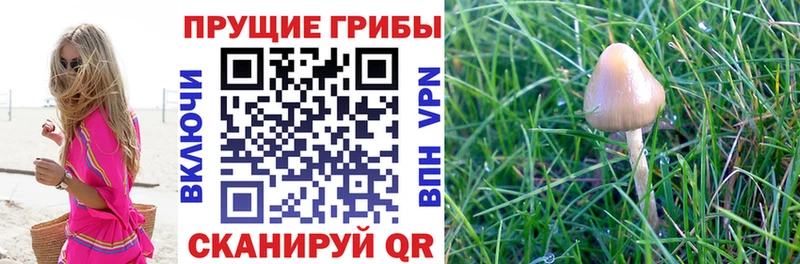 Купить закладки  Апрелевка  Псилоцибиновые грибы Cubensis 